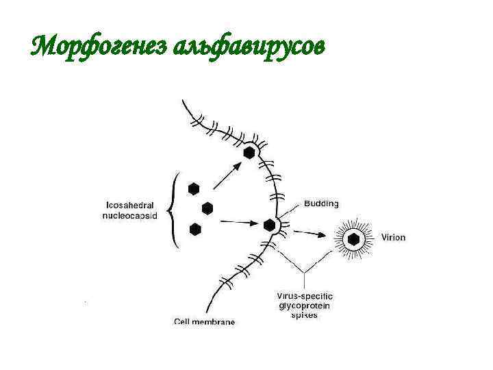 Морфогенез альфавирусов 