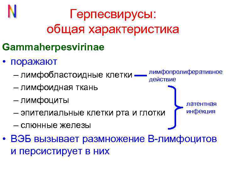 Герпесвирусы: общая характеристика Gammaherpesvirinae • поражают лимфопролиферативное – лимфобластоидные клетки действие – лимфоидная ткань
