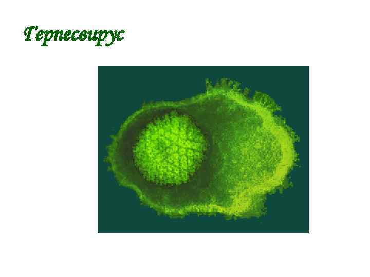 Герпесвирус 