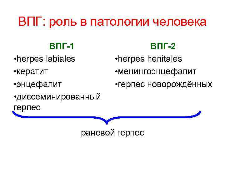 ВПГ: роль в патологии человека ВПГ-1 • herpes labiales • кератит • энцефалит •