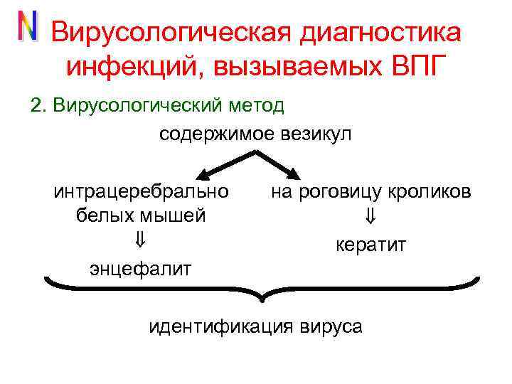 Вирусологическая диагностика инфекций, вызываемых ВПГ 2. Вирусологический метод содержимое везикул интрацеребрально белых мышей на