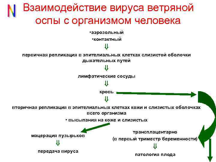 Оспа патогенез