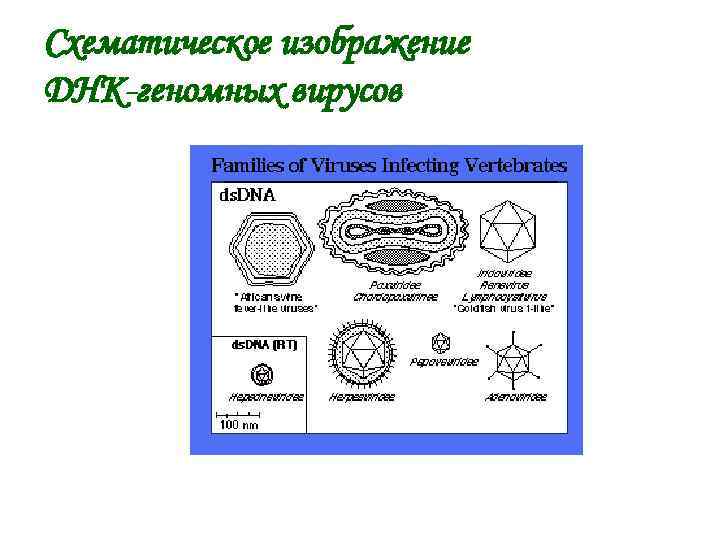 Схематическое изображение ДНК-геномных вирусов 