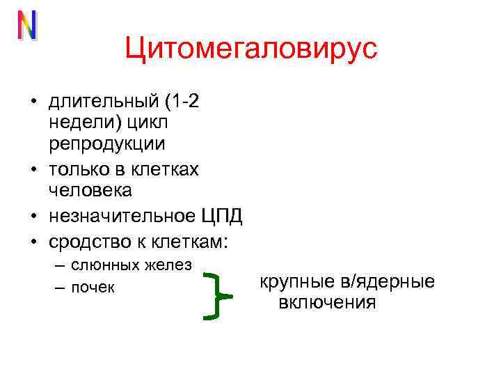 Цитомегаловирус • длительный (1 -2 недели) цикл репродукции • только в клетках человека •