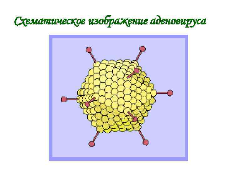 Рнк геномные вирусы презентация