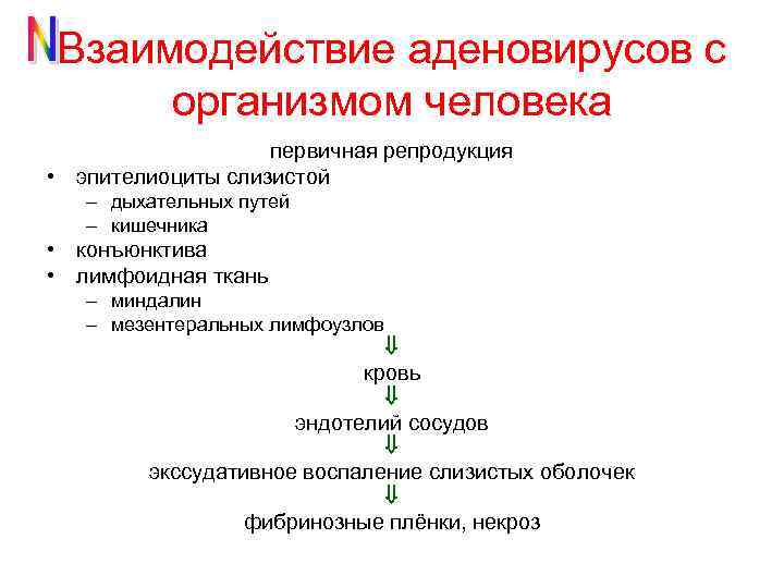 Взаимодействие аденовирусов с организмом человека первичная репродукция • эпителиоциты слизистой – дыхательных путей –