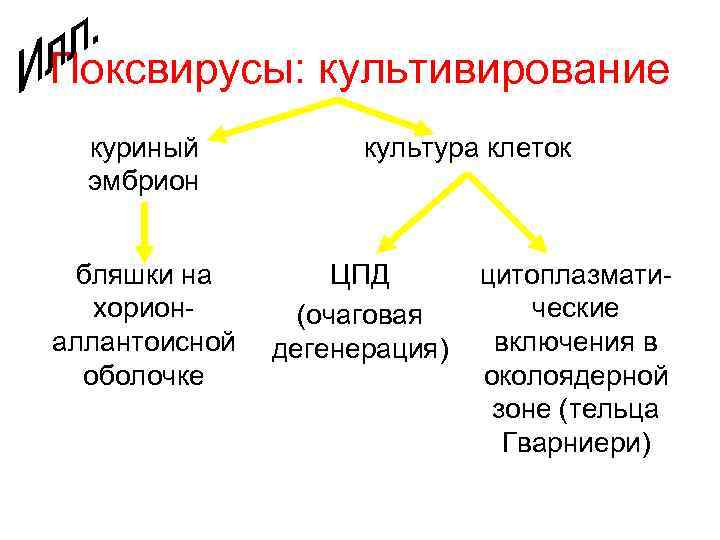 Поксвирусы: культивирование куриный эмбрион бляшки на хорионаллантоисной оболочке культура клеток ЦПД (очаговая дегенерация) цитоплазматические