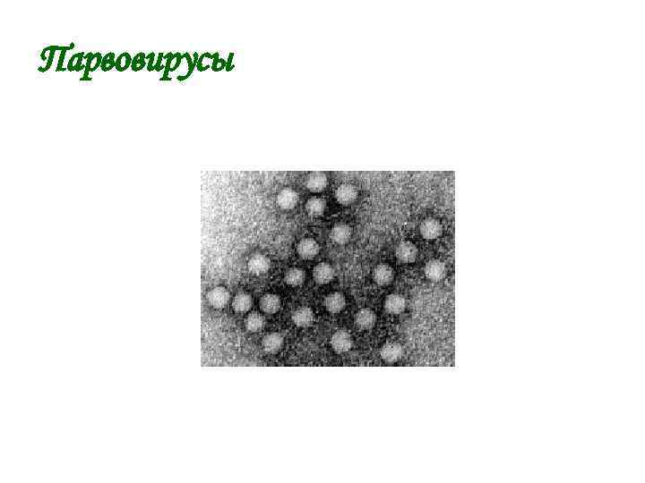 Парвовирусы 