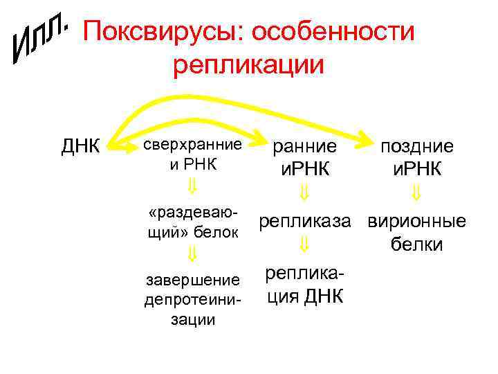 Поксвирусы микробиология презентация