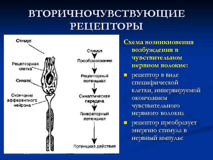 ВТОРИЧНОЧУВСТВУЮЩИЕ РЕЦЕПТОРЫ Схема возникновения возбуждения в чувствительном нервном волокне: n рецептор в виде специфической