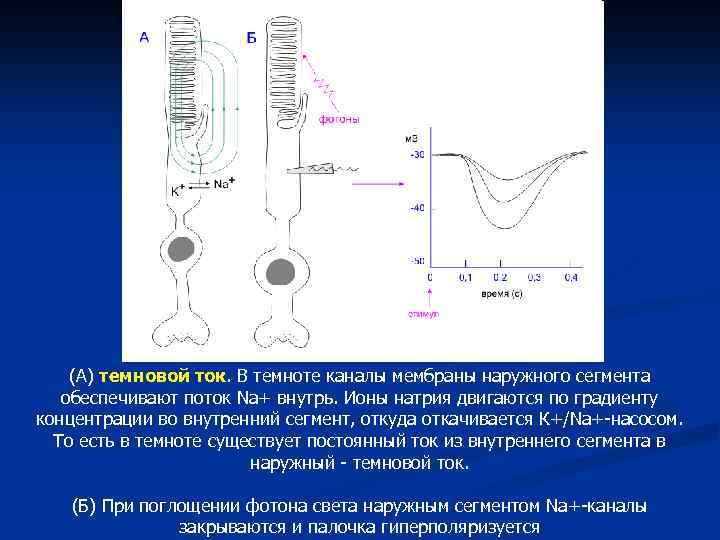 Схема сенсорные преобразования в фоторецепторах