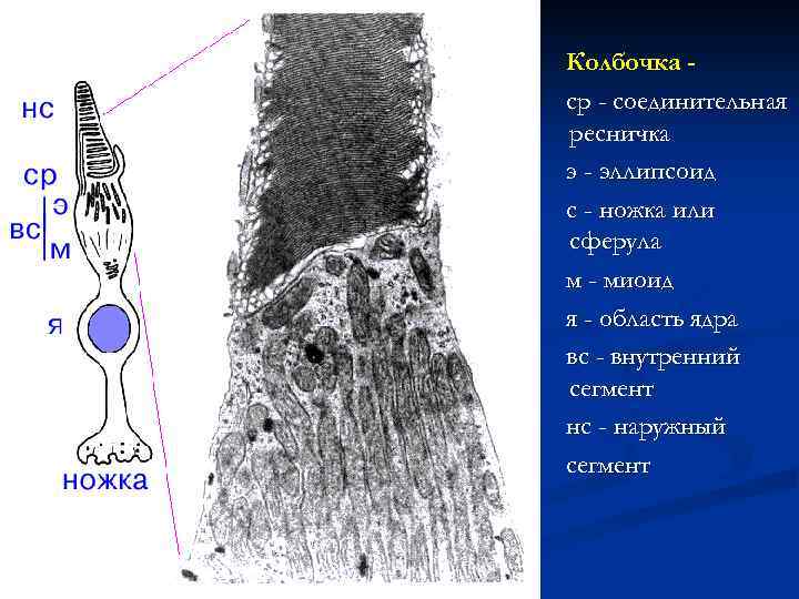 Колбочка ср - соединительная ресничка э - эллипсоид с - ножка или сферула м