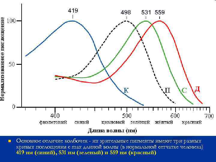 419 n 498 531 559 Основное отличие колбочек - их зрительные пигменты имеют три