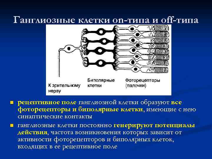 Ганглиозные клетки on-типа и off-типа n n рецептивное поле ганглиозной клетки образуют все фоторецепторы