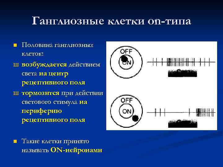 Ганглиозные клетки on-типа n Ш Ш n Половина ганглиозных клеток: возбуждается действием света на