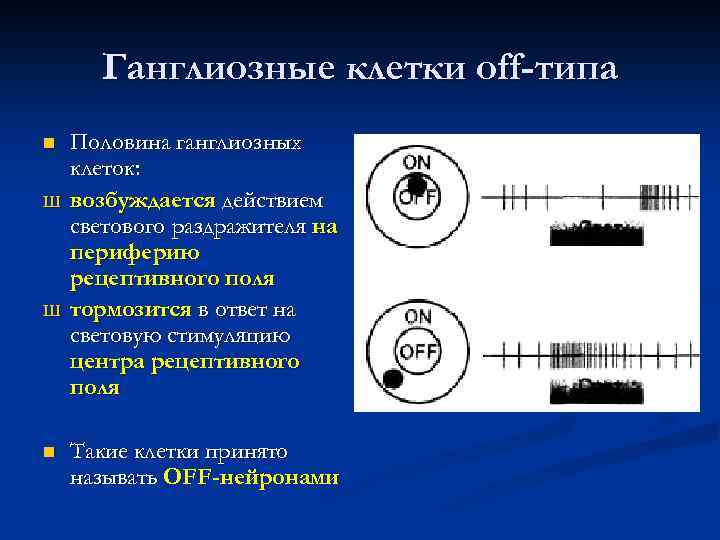 Ганглиозные клетки off-типа n Ш Ш n Половина ганглиозных клеток: возбуждается действием светового раздражителя