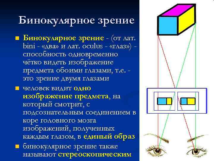 Бинокулярное зрение n n n Бинокулярное зрение - (от лат. bini - «два» и