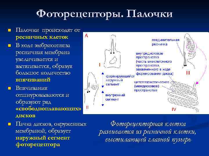 Фоторецепторы. Палочки n n Палочки происходят от ресничных клеток В ходе эмбриогенеза ресничная мембрана