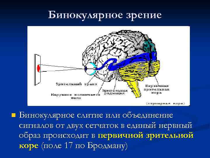 Бинокулярное зрение n Бинокулярное слитие или объединение сигналов от двух сетчаток в единый нервный