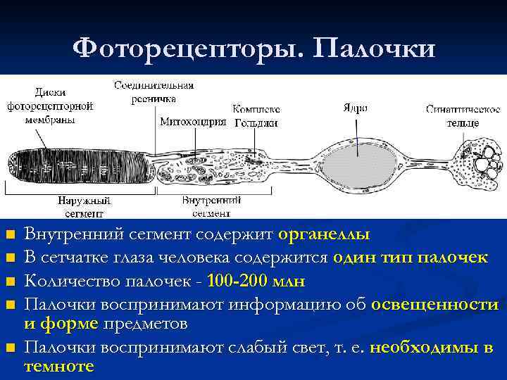 Содержит фоторецепторы глаза