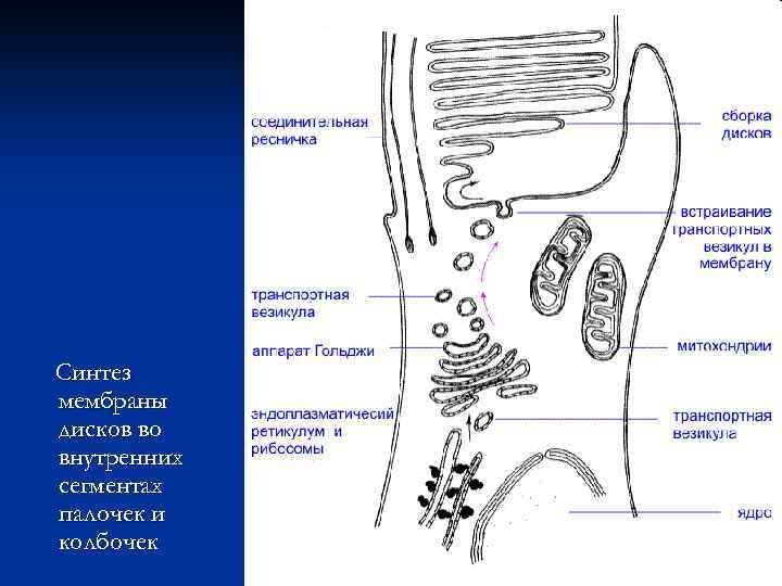 Синтез мембраны дисков во внутренних сегментах палочек и колбочек 