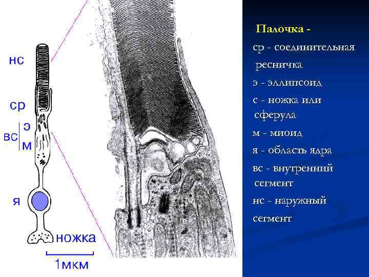 Палочка ср - соединительная ресничка э - эллипсоид с - ножка или сферула м