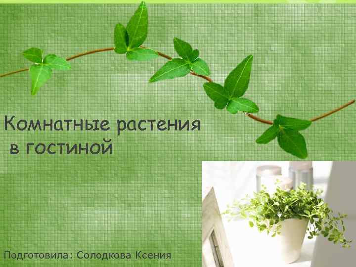 Комнатные растения в гостиной Подготовила: Солодкова Ксения 
