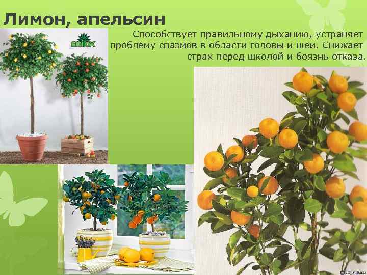 Лимон, апельсин Способствует правильному дыханию, устраняет проблему спазмов в области головы и шеи. Снижает