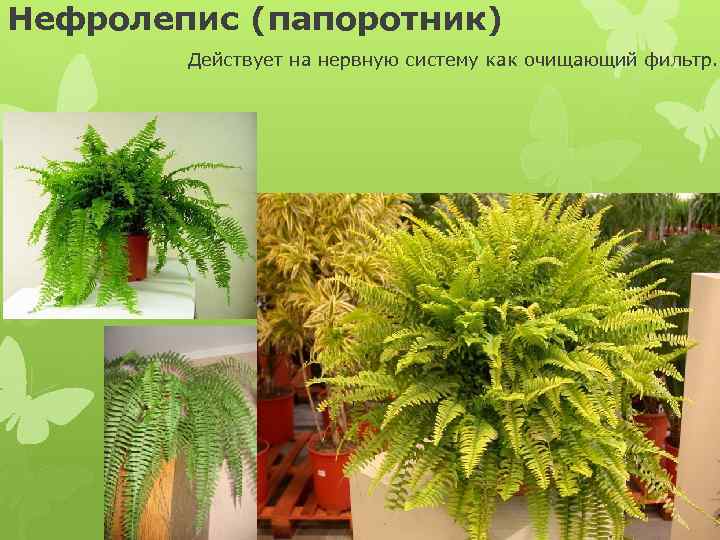 Нефролепис (папоротник) Действует на нервную систему как очищающий фильтр. 