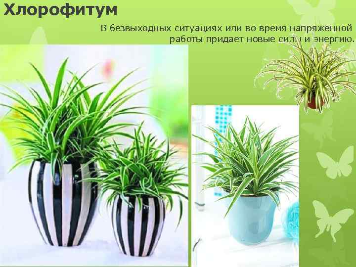 Хлорофитум В безвыходных ситуациях или во время напряженной работы придает новые силы и энергию.