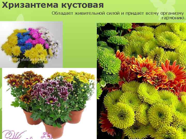 Хризантема кустовая Обладает живительной силой и придает всему организму гармонию. 