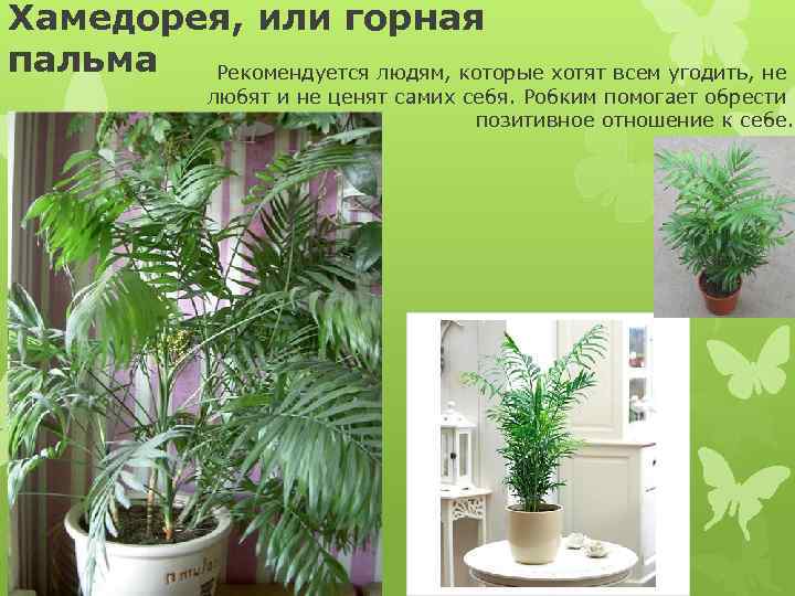 Хамедорея, или горная пальма Рекомендуется людям, которые хотят всем угодить, не любят и не