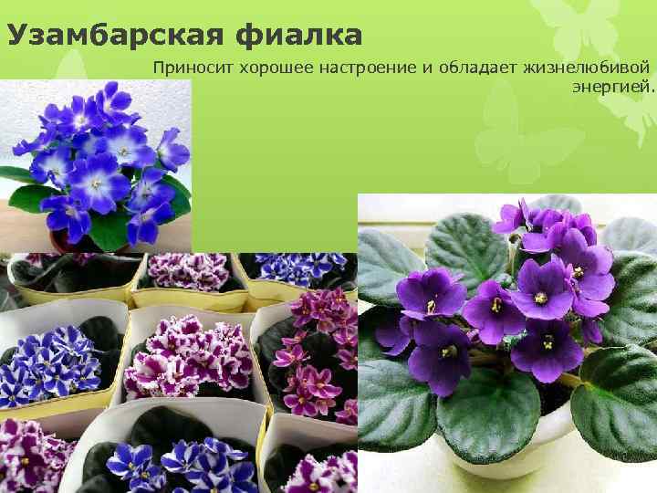 Узамбарская фиалка Приносит хорошее настроение и обладает жизнелюбивой энергией. 