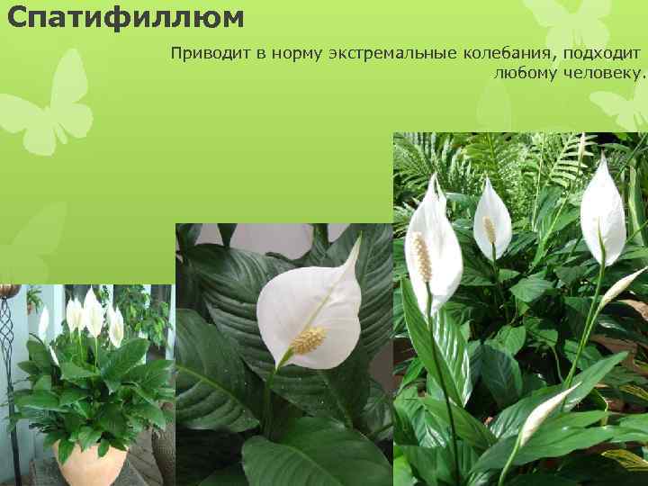 Спатифиллюм Приводит в норму экстремальные колебания, подходит любому человеку. 