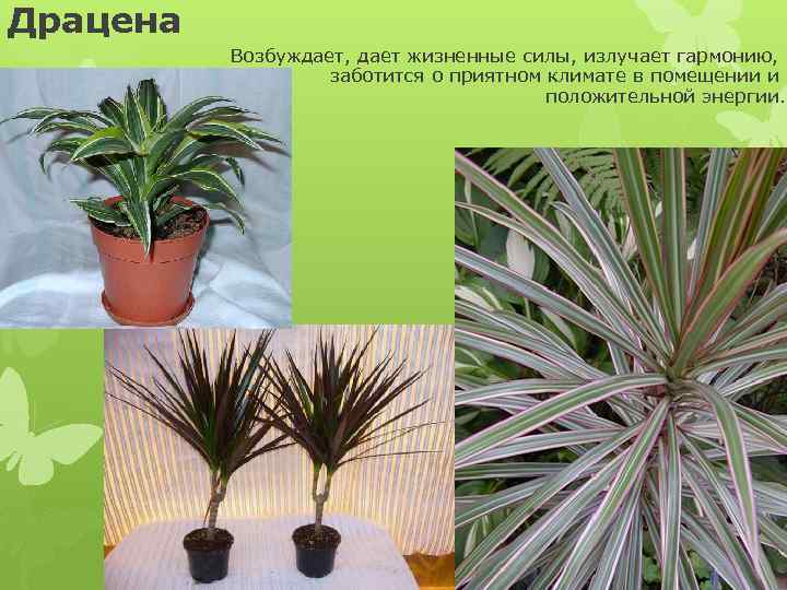 Драцена Возбуждает, дает жизненные силы, излучает гармонию, заботится о приятном климате в помещении и