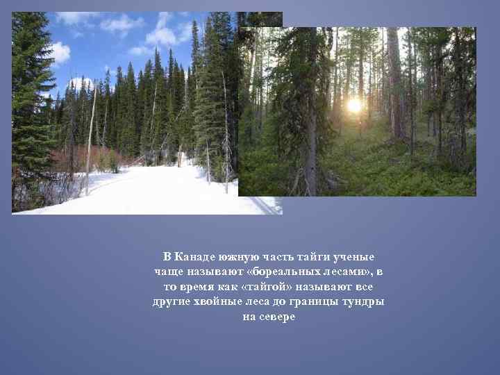 В Канаде южную часть тайги ученые чаще называют «бореальных лесами» , в то время