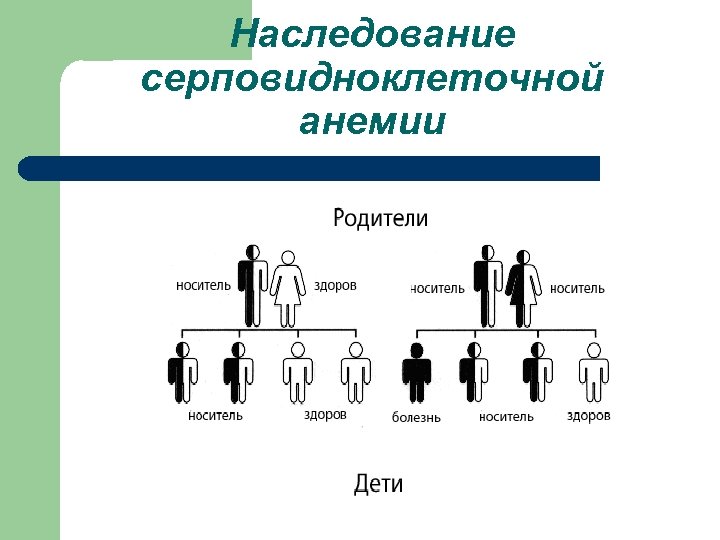 Наследование серповидноклеточной анемии 