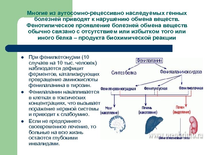 Многие из аутосомно-рецессивно наследуемых генных болезней приводят к нарушению обмена веществ. Фенотипическое проявление болезней
