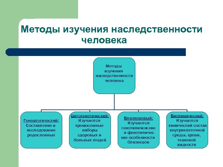 Методы изучения наследственности человека Генеалогический: Составление и исследование родословных Цитогенетический: Изучаются хромосомные наборы здоровых