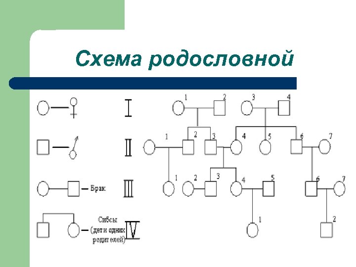 Схема родословной 
