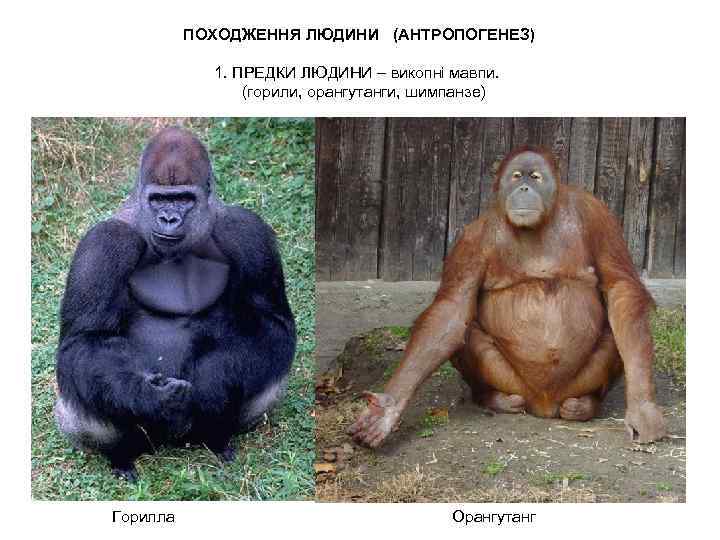 ПОХОДЖЕННЯ ЛЮДИНИ (АНТРОПОГЕНЕЗ) 1. ПРЕДКИ ЛЮДИНИ – викопні мавпи. (горили, орангутанги, шимпанзе) Горилла Орангутанг