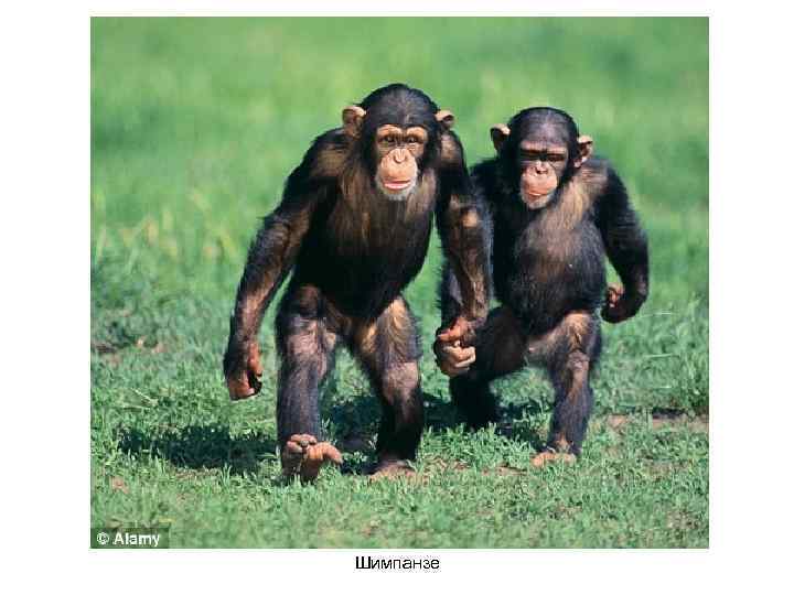 Шимпанзе 