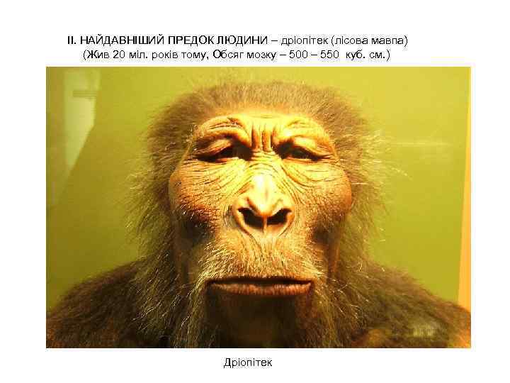II. НАЙДАВНІШИЙ ПРЕДОК ЛЮДИНИ – дріопітек (лісова мавпа) (Жив 20 міл. років тому, Обсяг