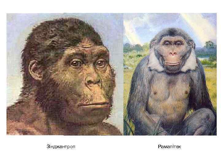 Зінджантроп Рамапітек 