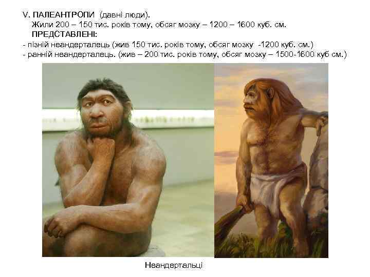 V. ПАЛЕАНТРОПИ (давні люди). Жили 200 – 150 тис. років тому, обсяг мозку –