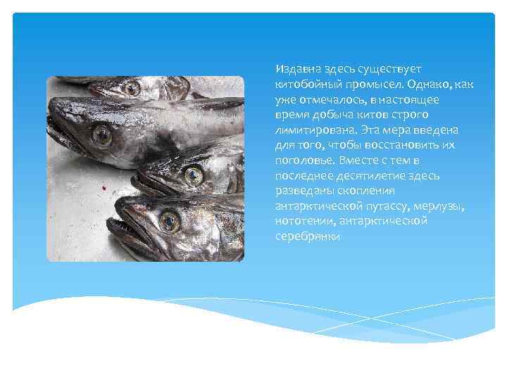 Издавна здесь существует китобойный промысел. Однако, как уже отмечалось, в настоящее время добыча китов