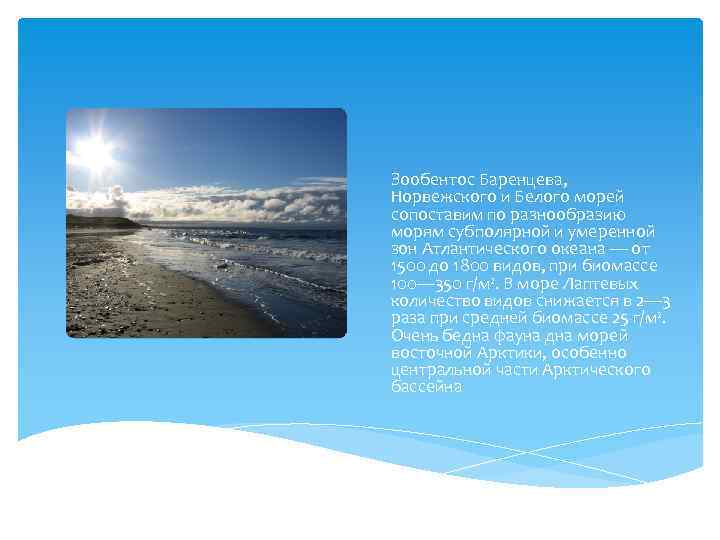 Зообентос Баренцева, Норвежского и Белого морей сопоставим по разнообразию морям субполярной и умеренной зон