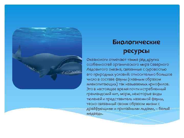 Органический мир северного. Биологические ресурсы Северного Ледовитого океана. Природные ресурсы Ледовитого океана. Биологические ресурсы Северо Ледовитого океана. Ресурсы морей Северного Ледовитого океана.