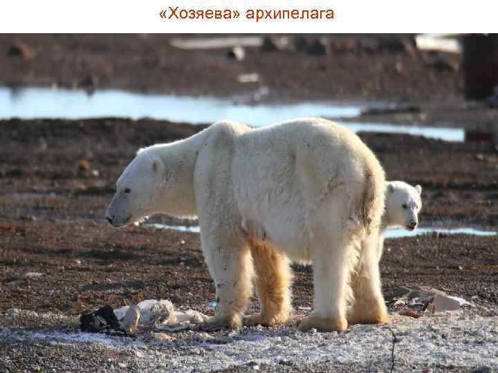  «Хозяева» архипелага 69 