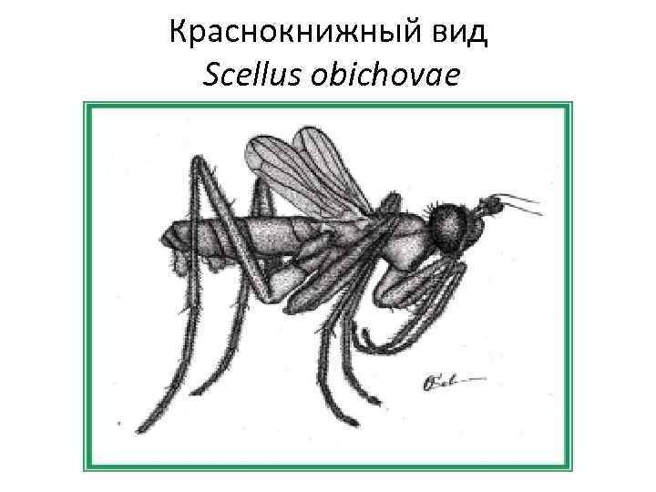 Краснокнижный вид Scellus obichovae 